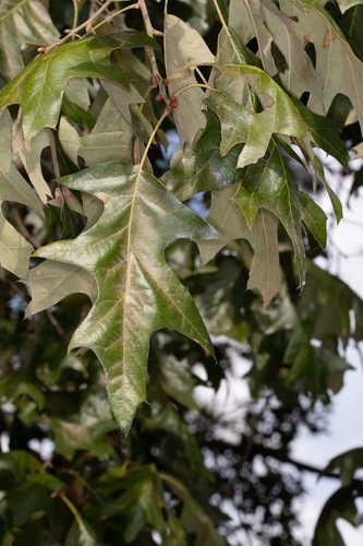 Quercus pagoda #7